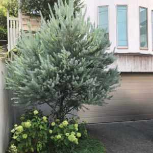 名古屋市東区の花屋「hanafutaba」ガーデン01