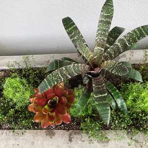 名古屋市東区の花屋「hanafutaba」ガーデン04